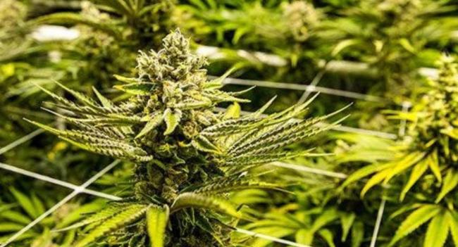 Proposal to cultivate cannabis for export